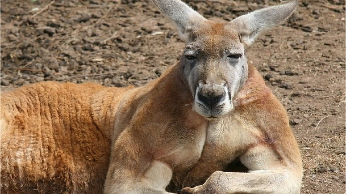 Muere el canguro más famoso de Australia