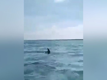 Tiburón asusta a familia mientras paseaban en lancha