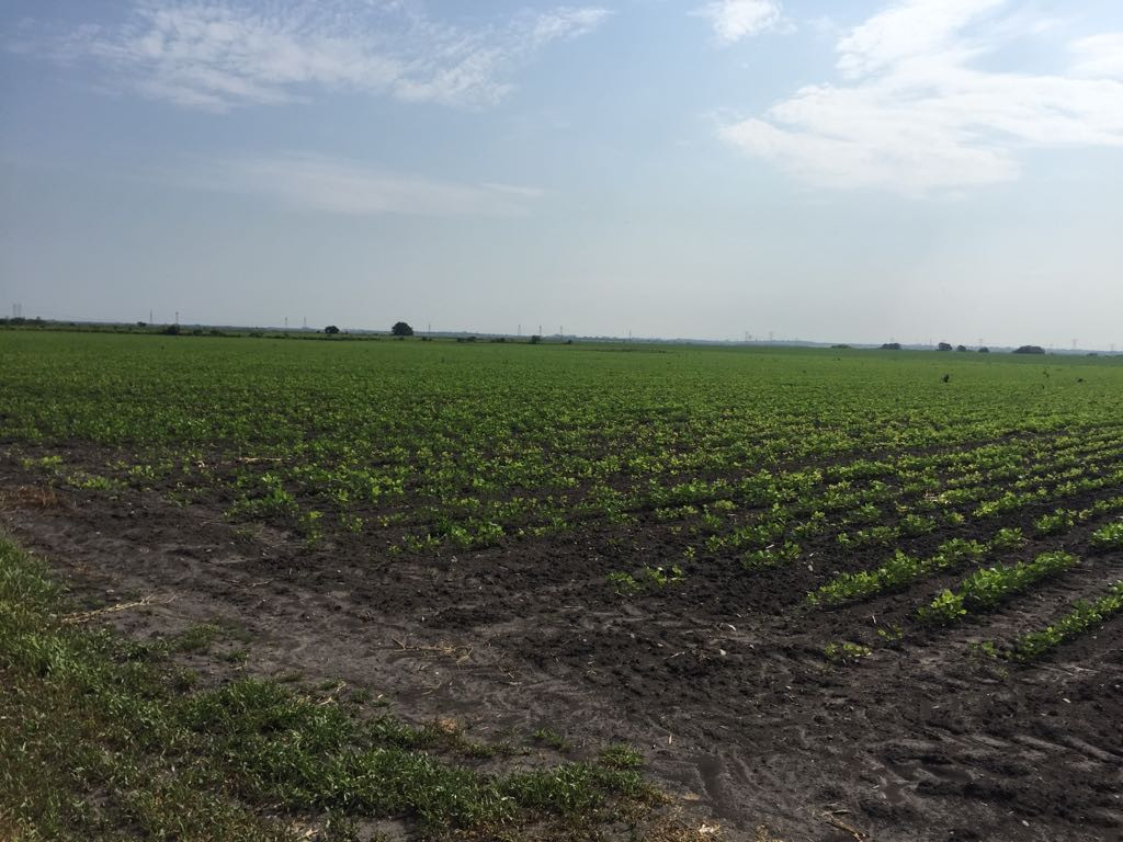 Siembra de algodón genera inquietud por plagas que afecten la soya