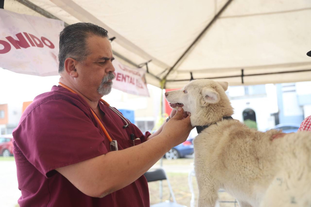 Nuevo Laredo ejemplo en brindar vida digno a caninos y felinos rescatados 