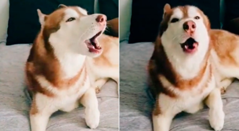 Perro imita el sonido de la alerta sísmica