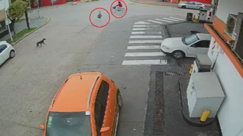 Insólito accidente entre un ñandú y una ciclista en Buenos Aires