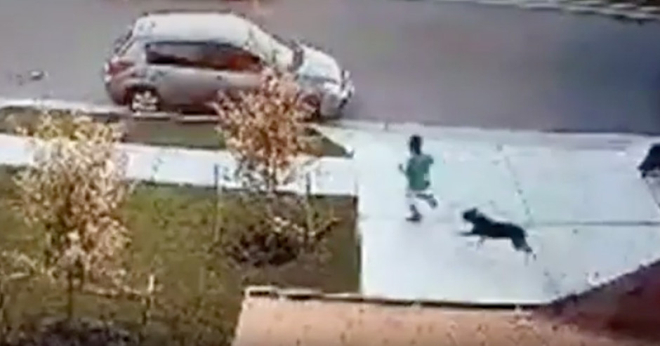 Ataca pitbull a niño en Texas