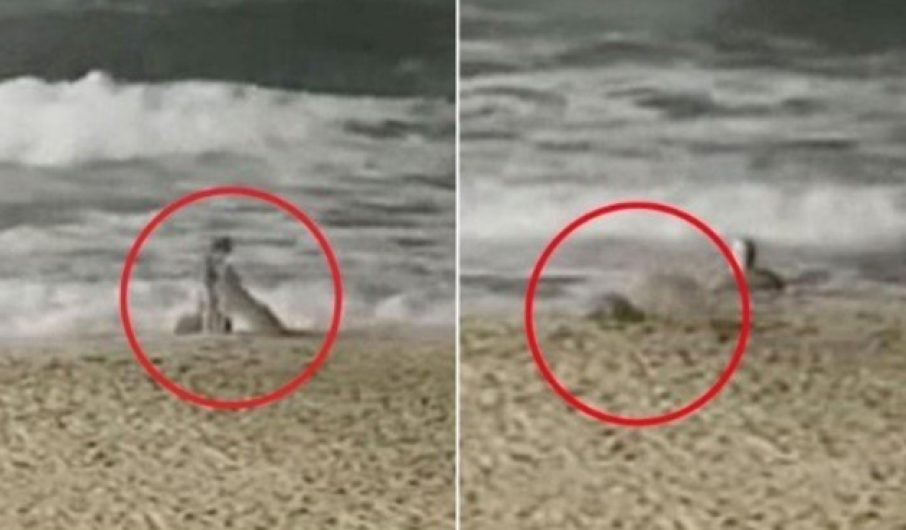 Coyote ataca a niña en playa de California