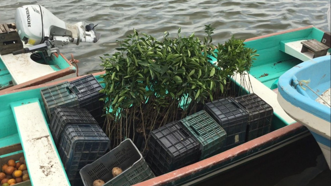 Siembran árboles y recuperan áreas verdes en Altamira