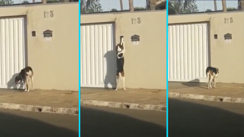 Perrito toca el timbre cuando llega a su casa