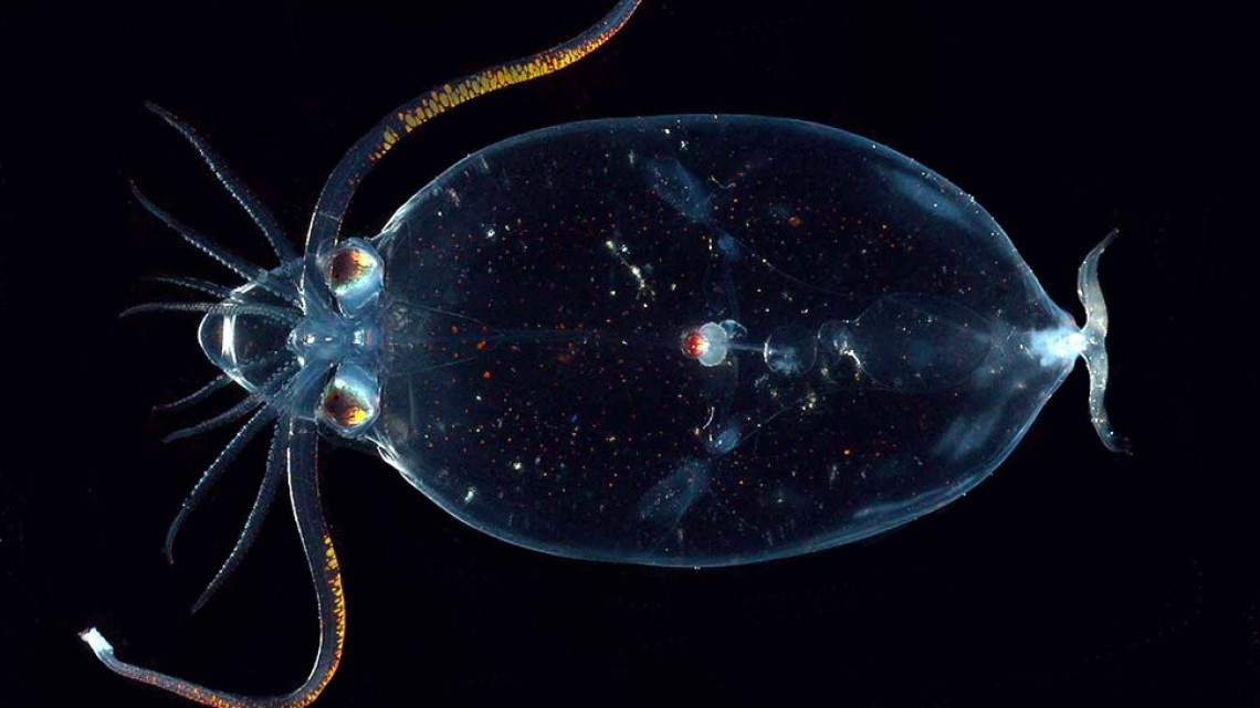 Animales transparentes que parecen fantásticos pero no lo son