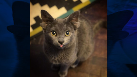 Gatita se hace viral gracias a sus cuatro orejas  