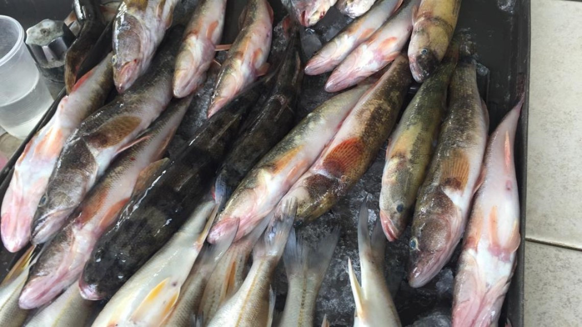 Emprenden acciones de verificación en establecimientos dedicados a la venta de mariscos