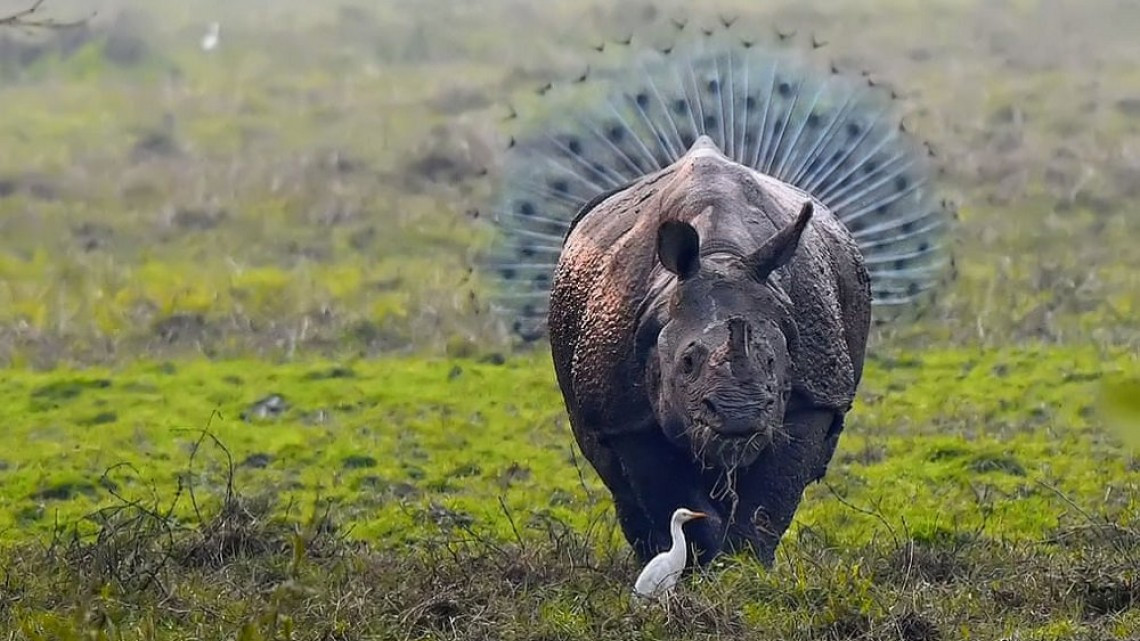 Las fotos más cómicas de la naturaleza