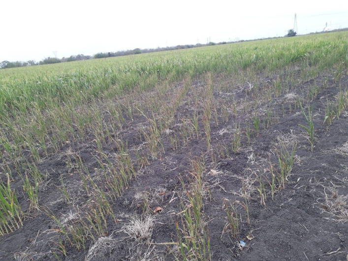 Realizan evaluación en el campo, de daños causados por la sequía