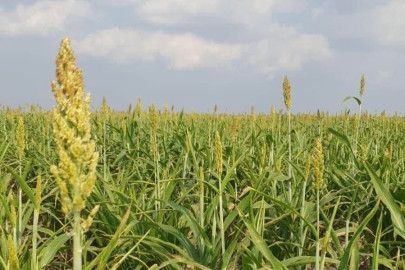 Fortalece Secretaría de Desarrollo Rural el proyecto de sorgo blanco
