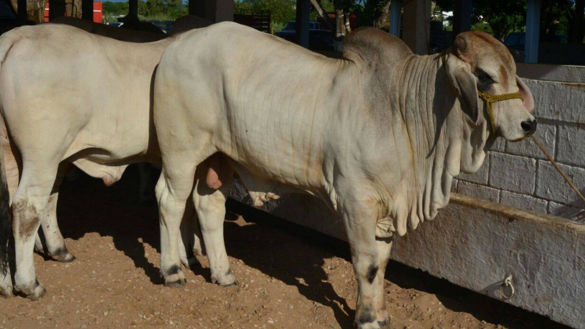 Ganaderos fortalecen su hato con subasta y mejoramiento genético