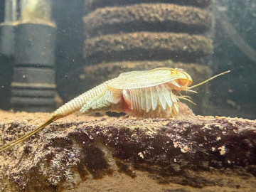 El Acuario de Nuevo Laredo presenta exhibición única de Triops