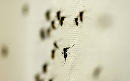 Registra Nuevo Laredo cero casos positivos de dengue