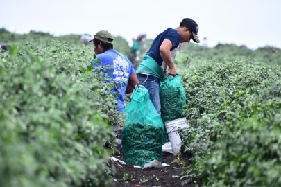 Estado fortalece sus lazos con horticultores