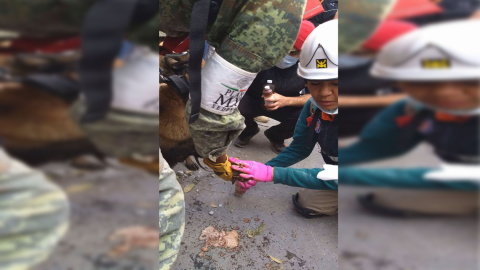 Can rescatista sufre accidente durante salvamentos