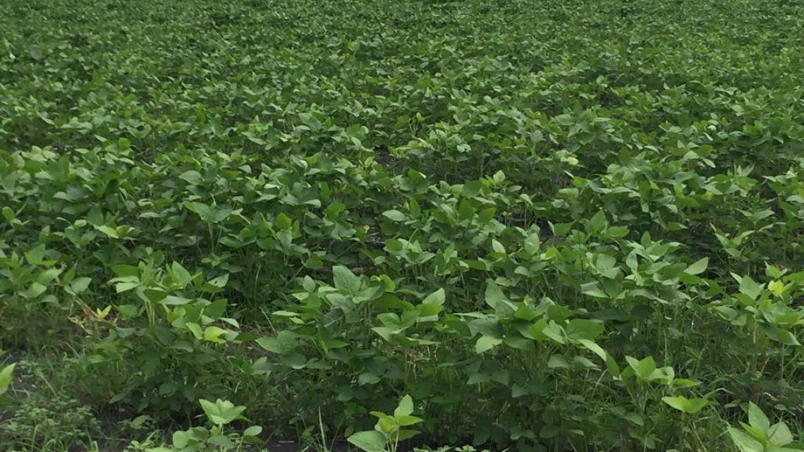 Sector agrícola se prepara para cosecha de soya en la zona sur
