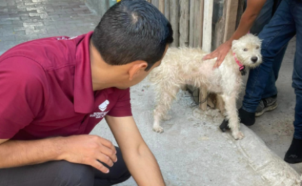 Lleva gobierno municipal atención veterinaria a domicilio