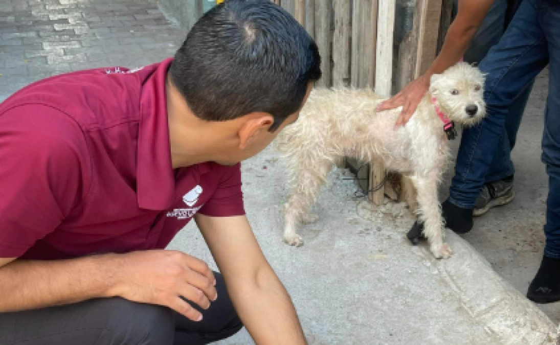 Lleva gobierno municipal atención veterinaria a domicilio