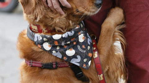 Perrita regala abrazos y se roba corazon de las personas 