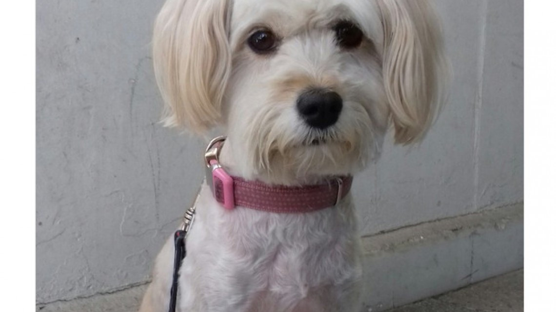 Rescatan a perro de escombros que dejó el sismo 