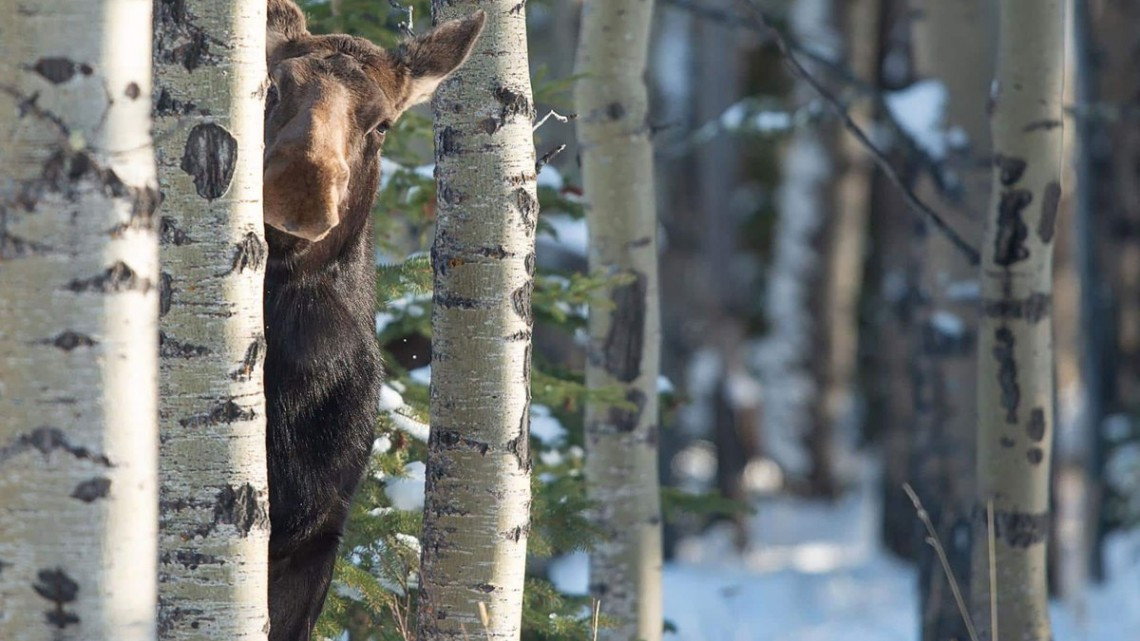 Las fotos más cómicas de la naturaleza