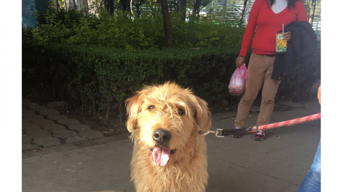 Rescatan a perro de escombros que dejó el sismo 