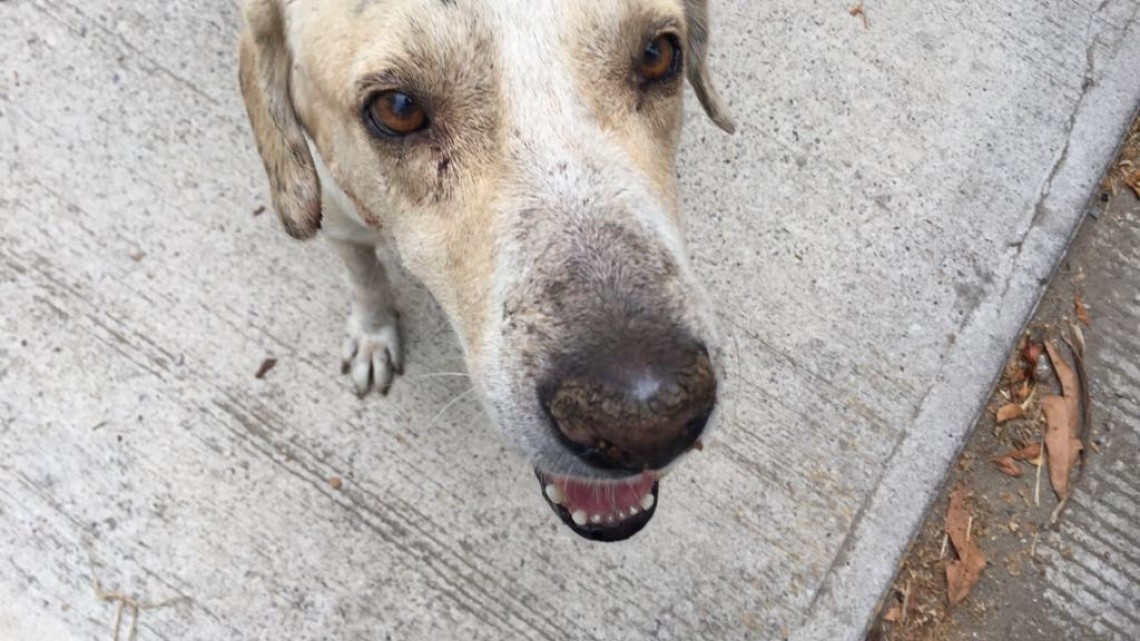 Avanza creación de reglamento de protección animal en Altamira