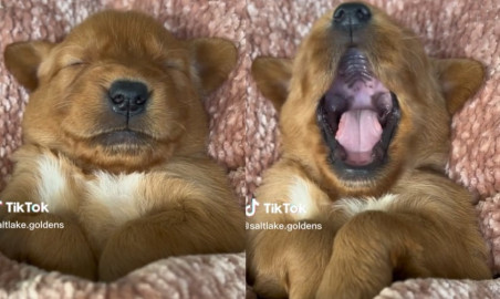 'Lomito' conquista TikTok por bostezar