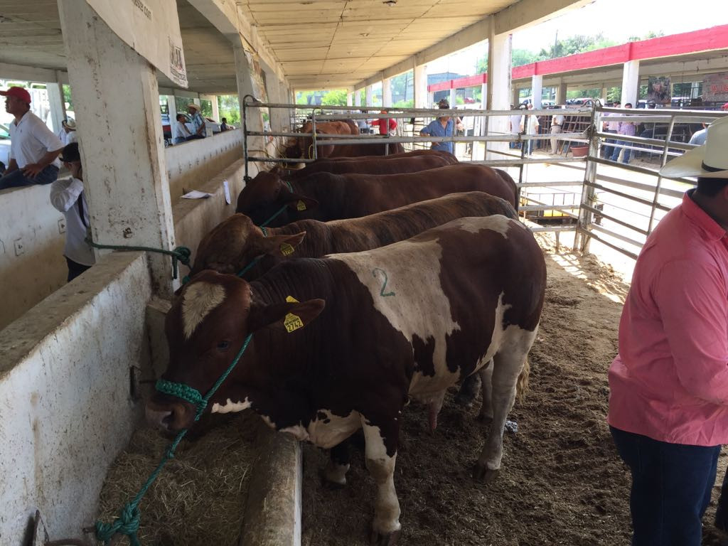 Será mejorada la producción ganadera en el campo de Tamaulipas