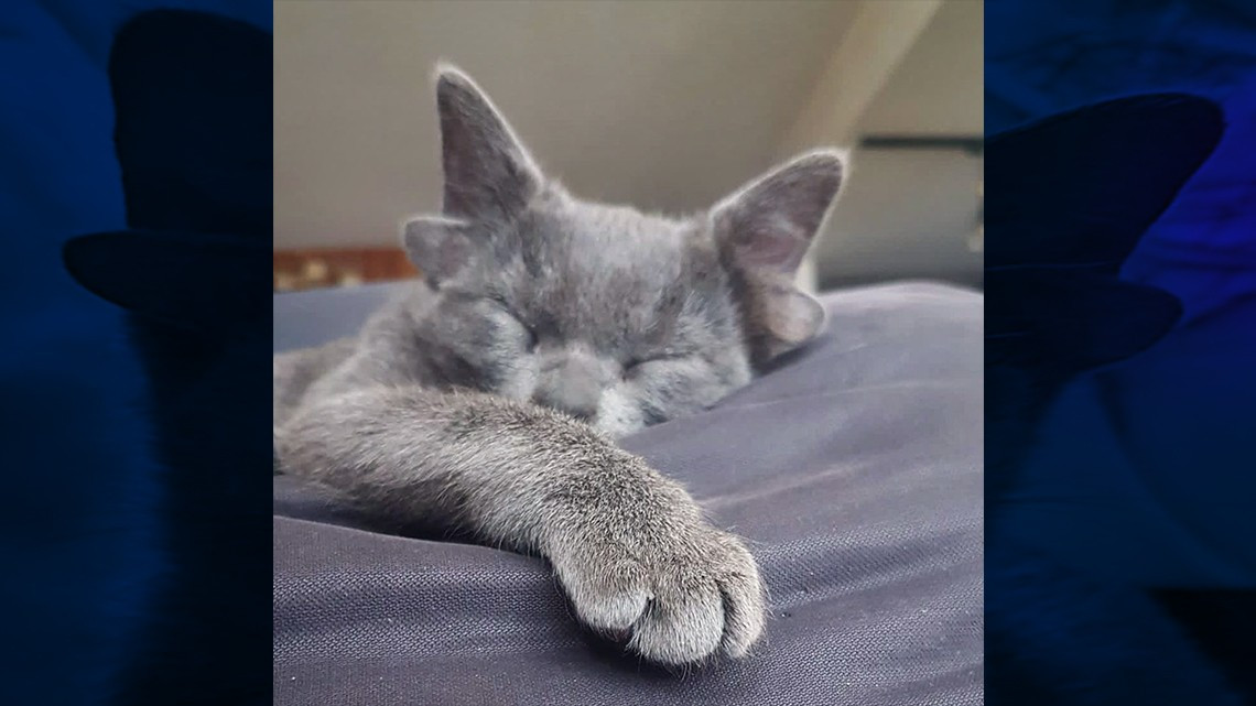 Gatita se hace viral gracias a sus cuatro orejas  