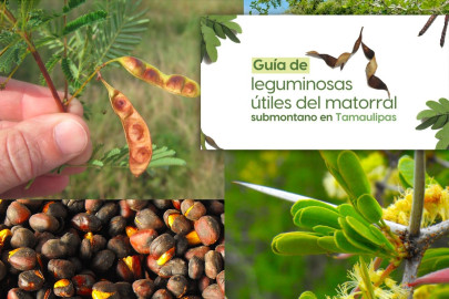 La UAT invita a conocer más sobre las leguminosas y su aprovechamiento