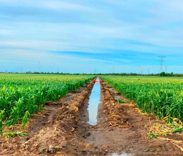 Aplican primer riego de auxilio a los cultivos de sorgo, maíz y algodón