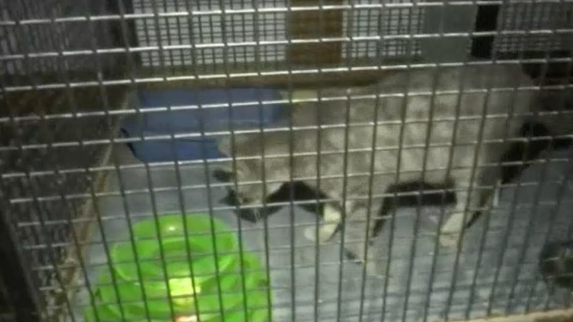 Recaudan fondos para un refugio de animales 