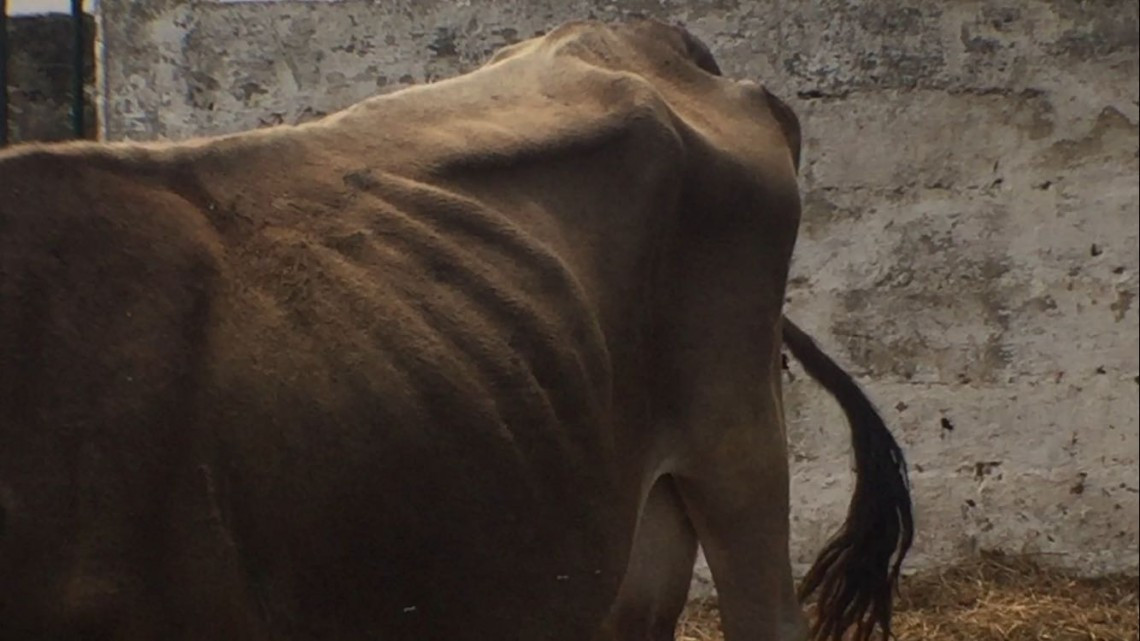 Registran las primeras muertes de reses a consecuencia de la sequía