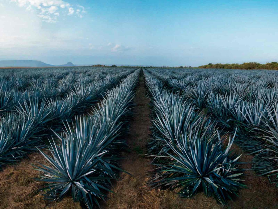 El tequila está en riesgo