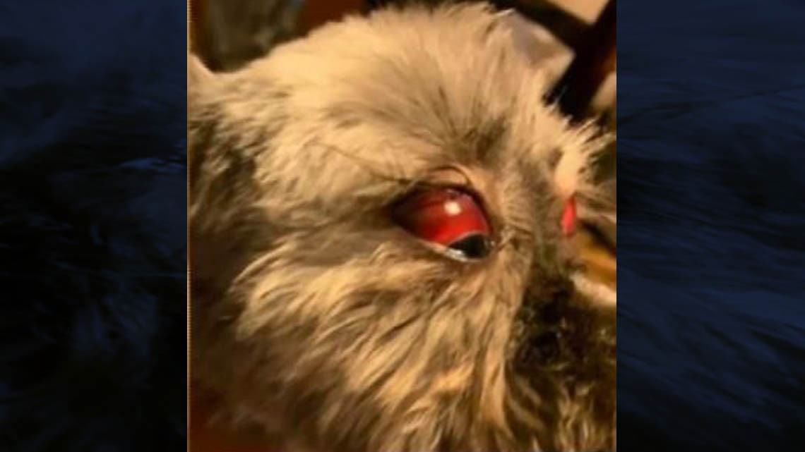 Estética canina de Brownsville es denunciada por maltrato animal