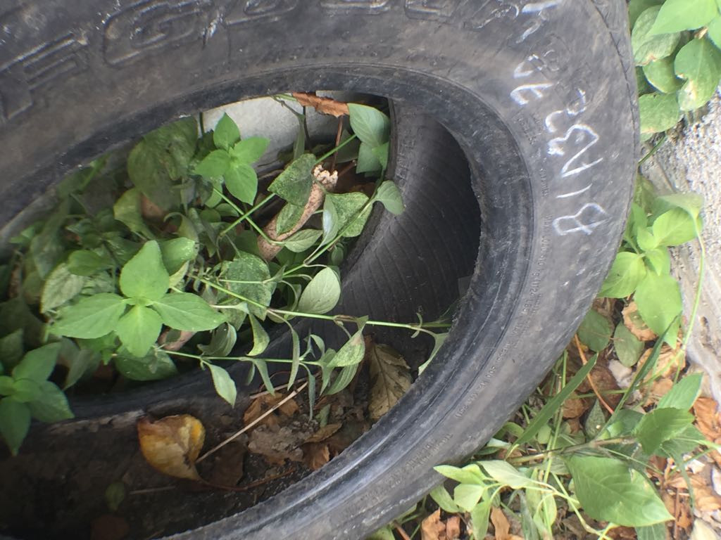 Aplican programa de fumigación contra dengue