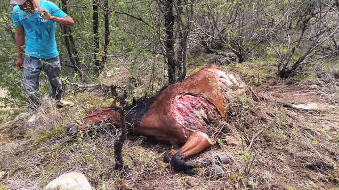 Descubren a autor de ataques a ganado en Hidalgo