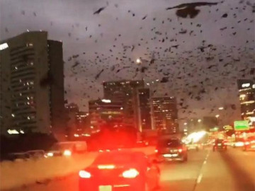 Apocalíptica parvada de mirlos 'aterra' las redes