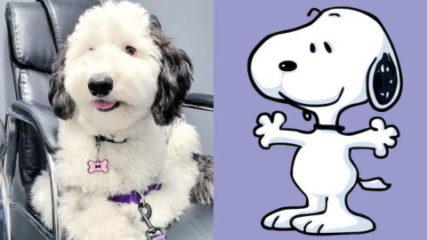 Bayley, la doble de Snoppy que es una sensación en las redes 