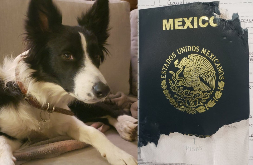 Perrita se come el pasaporte de su dueño y se vuelve viral