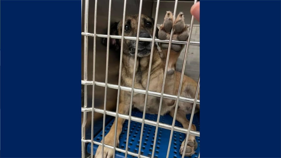 Protectora de animales en Nuevo Laredo pide a la población no abandonar a las mascotas   