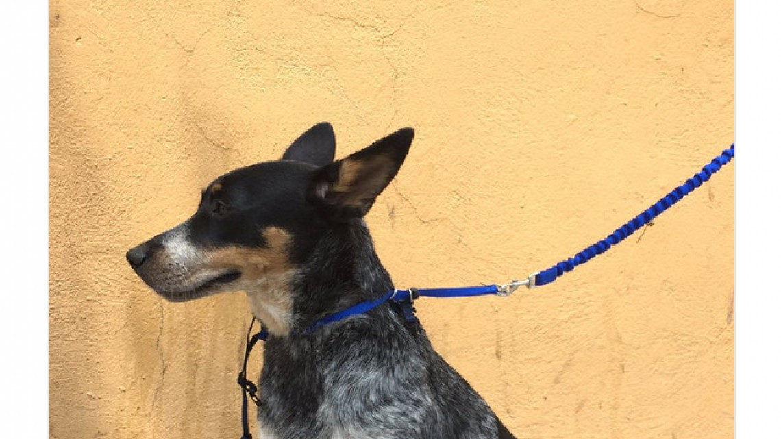 Rescatan a perro de escombros que dejó el sismo 