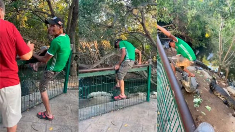 Hombre ingresa a recinto de cocodrilos para golpearlos