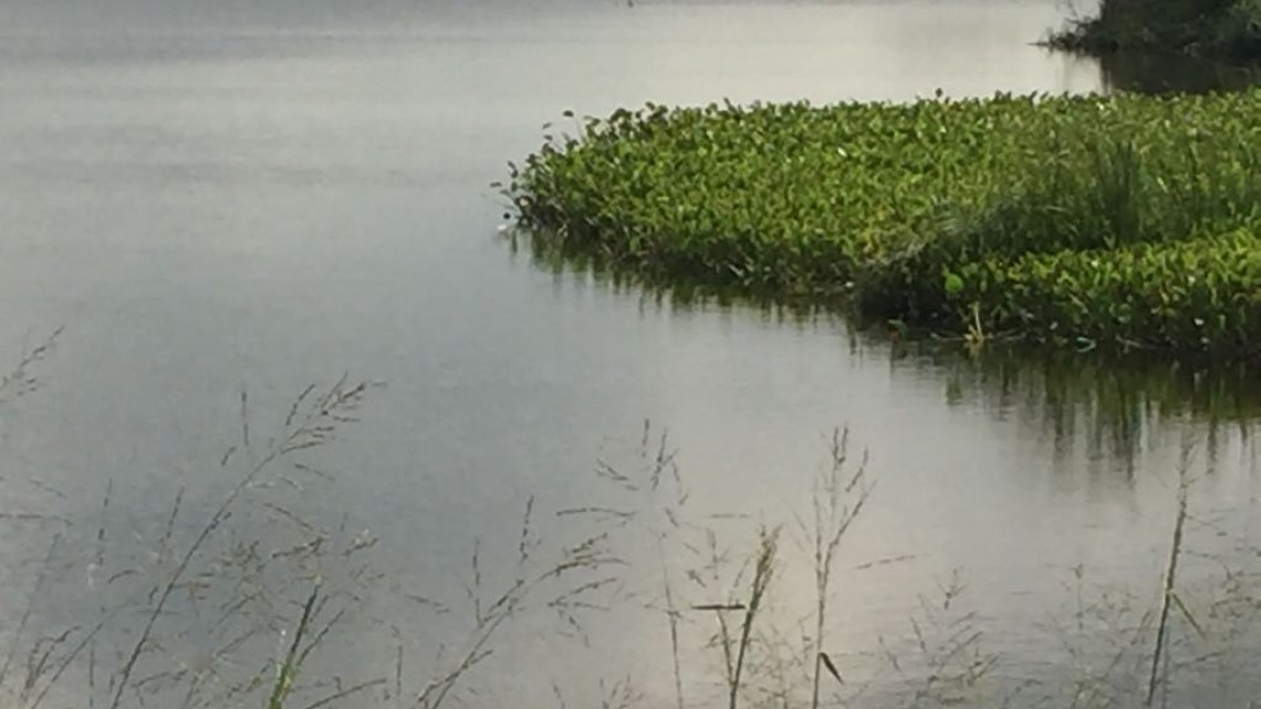 Cocodrilos, peligro constante para pescadores en lagunas 