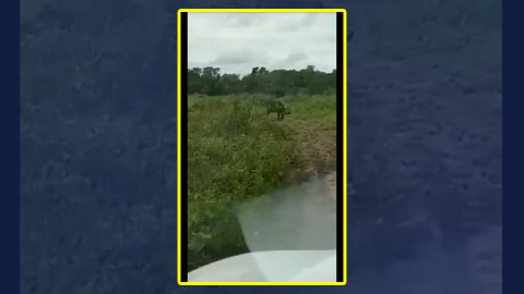 Captan a dos jaguares en zona rural en Aldama