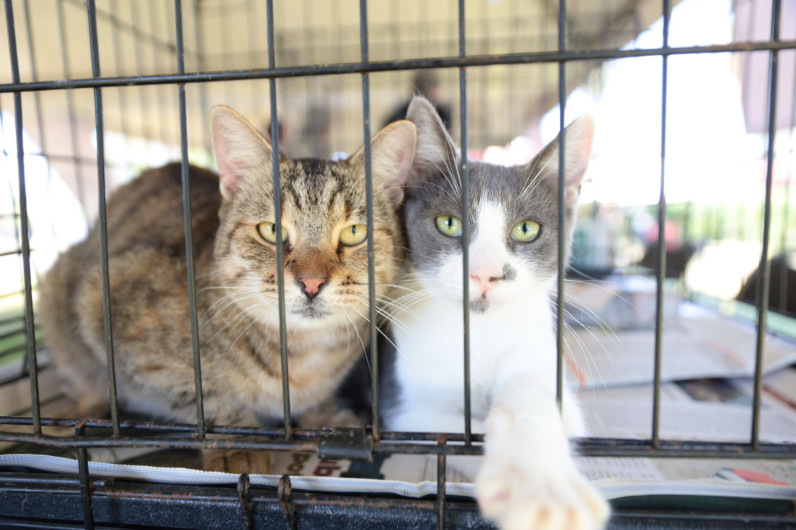 Gobierno Municipal realiza Feria de adopción canina y felina