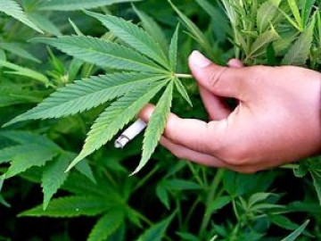 Legalizar la marihuana podría beneficiar económicamente a México